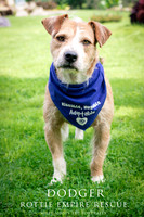 Dodger