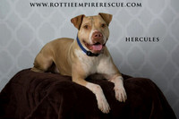 Hercules