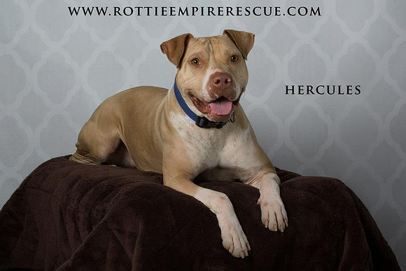 Hercules