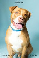 Adoptable dogs